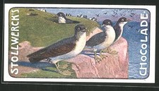 Sammelbild Chocolade