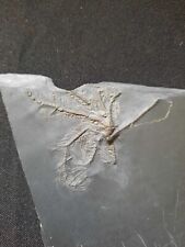 Seelilie, Bundenbach