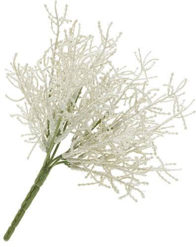 Dpi calocephalus pick 23x27 - calocephalus, cm