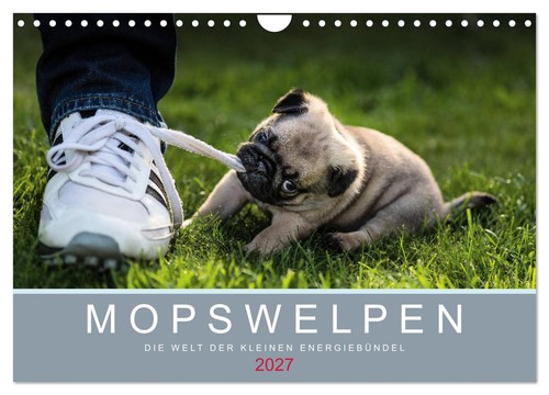Mopswelpen wandkalender 2027 - mopswelpen,