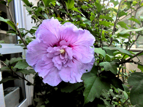 Gartenhibiskus hibiskus rose - gartenhibiskus,