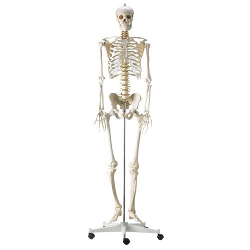 Skelettmodell mit flexibler
