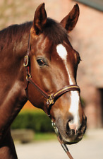 STRASS / LEDER-Halfter, Farbe braun hochwertiges Leder Strass gold, Größe WB