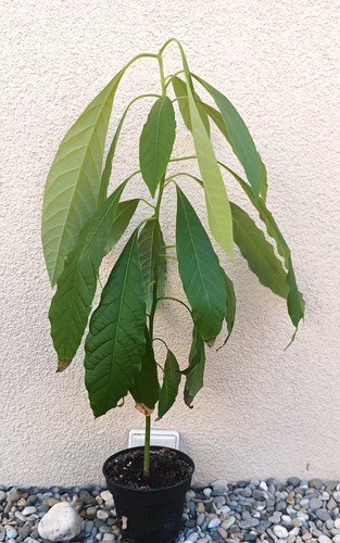 Avocado pflanze baum 55cm - baum,