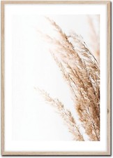 Bild pampas beige - pampas, mit
