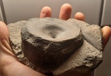 Lias Ichthyosaurus  Wirbel