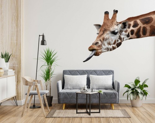 Giraffe essen h160 - giraffe, tier