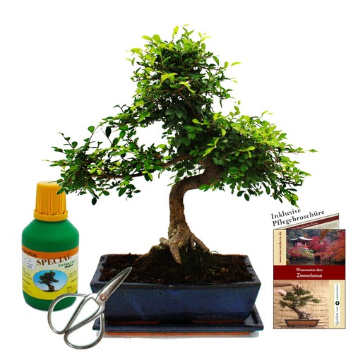 Bonsai ulmus parviflora 15 - bonsai, 12-15