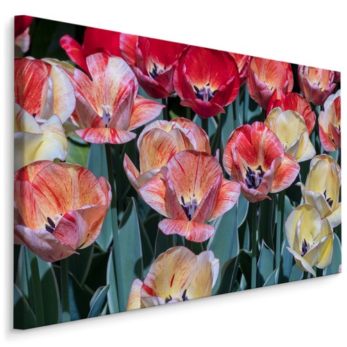 Canvas leinwand bilder - leinwand,