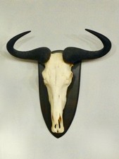 Trophäe Sammlung Geweih