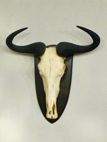 Trophäe sammlung geweih - trophäe,