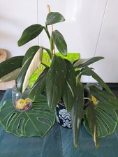 Philodendron cobra - , "