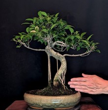 BONSAI CHINESISCHE FEIGE FICUS RETUSA LUFTWURZELN INDOOR PFLEGELEICHT