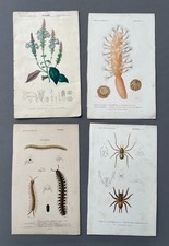 Naturgeschichte, Antike