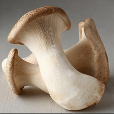 20 mL King Trumpet Oyster Mushroom Liquid Culture - Pleurotus eryngii