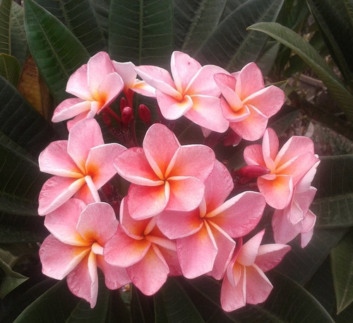 Frangipani plumeria bun yen - frangipani,