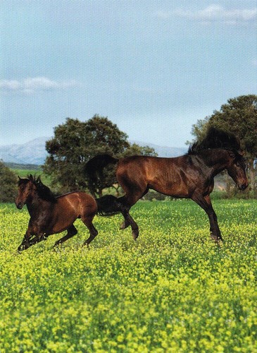 Horse postcard pferd - *,