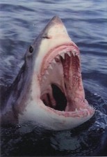 3 -D - Ansichtskarte: Weißer