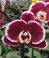 Phalaenopsis miki night beauty - phalaenopsis,