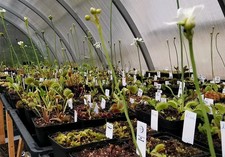 Dionaea muscipula,100