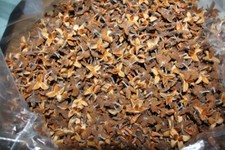 100 Bucheckern Deko Basteln Floristik echt schön Natur Kranz Herbst Eckern