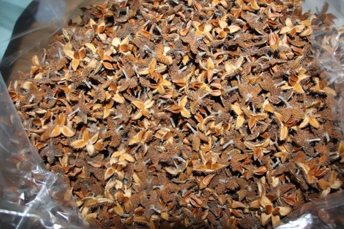 200 bucheckern deko - 200, basteln