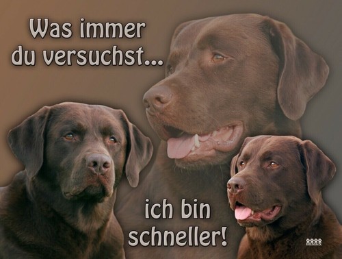 Labrador schoko - labrador,