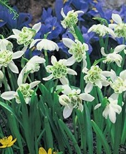 10 / 20 Gefüllte Schneeglöckchen Galanthus nivalis Flore Pleno  Blumenzwiebeln