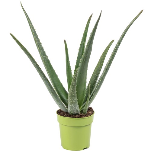 Echte aloe vera höhe - -,