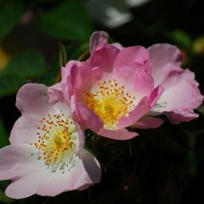 Hundsrose Rosa canina heimische Hagebuttenrose Vogelschutz Wildrose Insektennähr