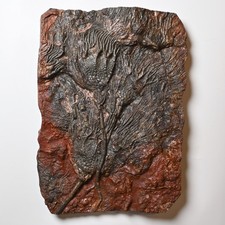 Crinoide Fossil Scyphocrinites