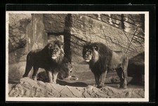 AK Stellingen-Hamburg, Carl Hagenbeck´s Tierpark, Berberlöwen in der Löwenschlu 