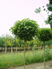 Kugel-Trompetenbaum, Catalpa Nana, Höhe: 250 cm, Stammhöhe: 180 cm + Dünger 
