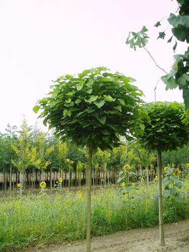 Kugel trompetenbaum catalpa - kugel-trompetenbaum,,