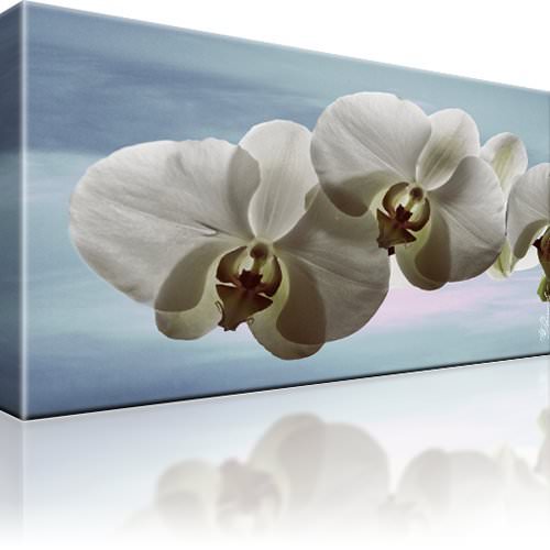 Orchidee blumen bild bilder - orchidee,