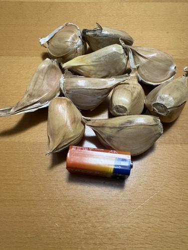 Elefantenknoblauch elefanten - elefantenknoblauch,