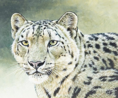 Stephen gayford himalayan - stephen, "himalayan