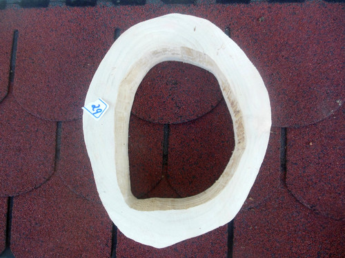 Baumscheibe astscheibe pappel - baumscheibe,