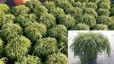 Chamaecyparis pisifera Filifera Nana Grüne Zwerg Fadenzypresse 2L Zypresse