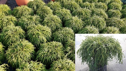 Chamaecyparis pisifera