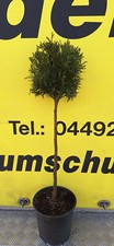 Thuja smaragd stamm - smaragd, 80/90