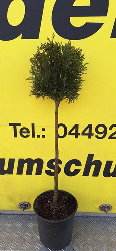 Thuja smaragd stamm cm - thuja, 80/90