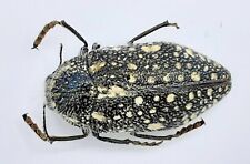 Buprestidae, Julodis sp