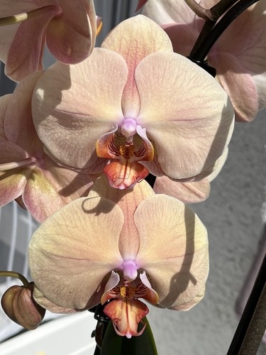 Orchidee phalaenopsis lady - orchidee,