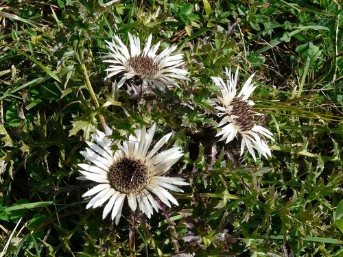 Silberdistel samen carlina - samen,