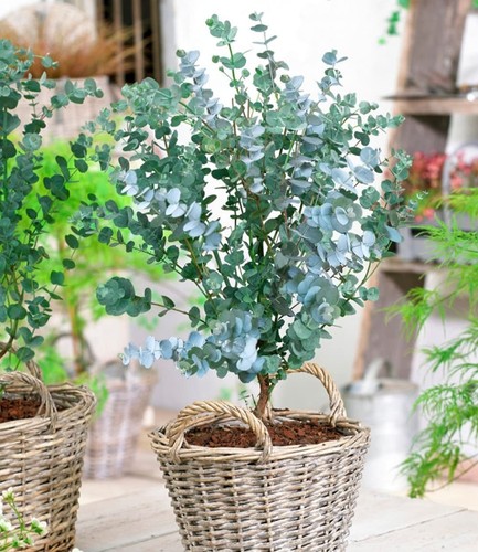 Baldur garten winterharter - baldur,