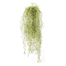 artplants Kunst Tillandsia