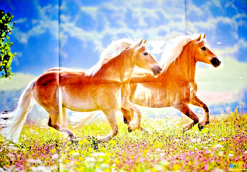 84x59 poster haflinger - poster,