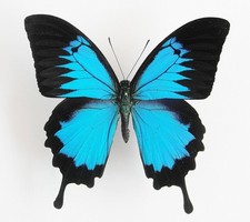 Papilio ulysses ssp. ulysses