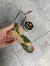 Philodendron Brown Beauty